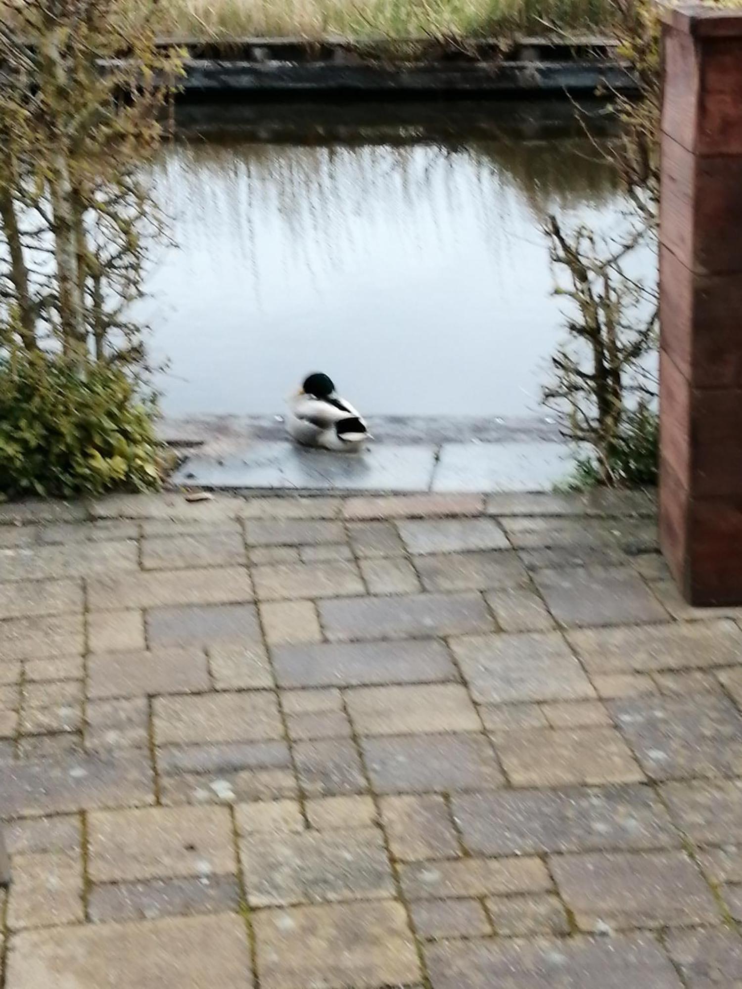 Wuivend Riet Gelegen Op Resort Venetie Giethoorn Zimmer foto